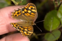 Le Tircis. Une femmelle issue, un jour plus tard, de la chrysalide prcdente (Lpidoptre - Nymphalidae - Pararge aegeria)